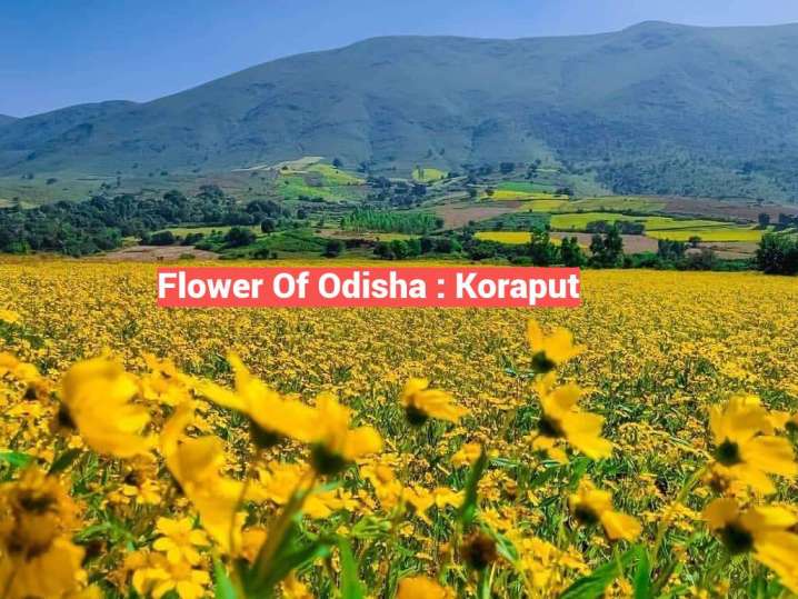 Flower Valley Of Odisha, Koraput