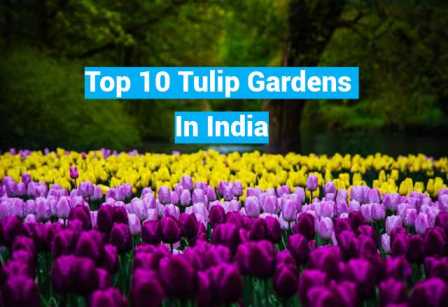tulip gardens in india